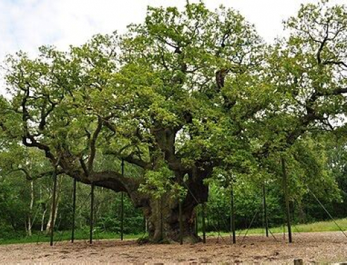 Trees and Tradition